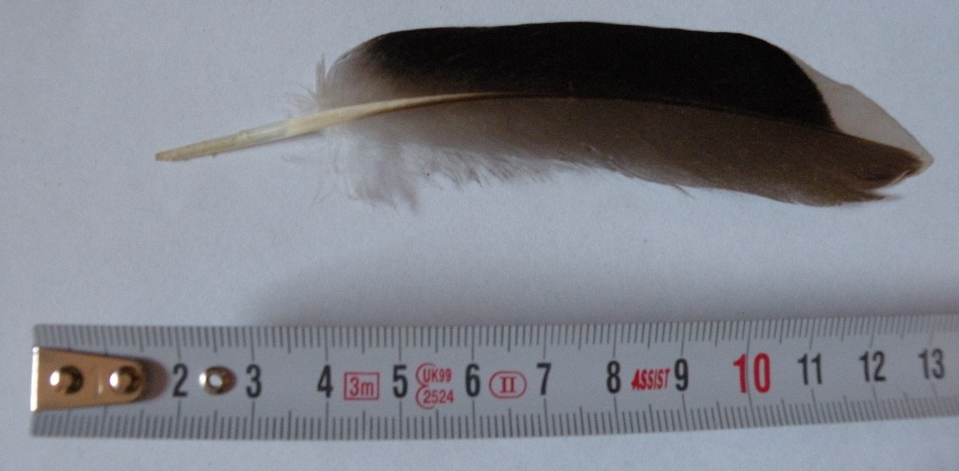penna germano reale